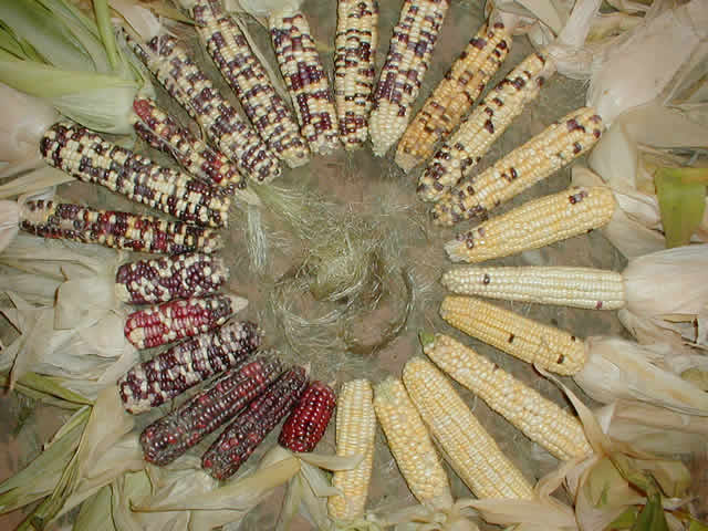 corn circle